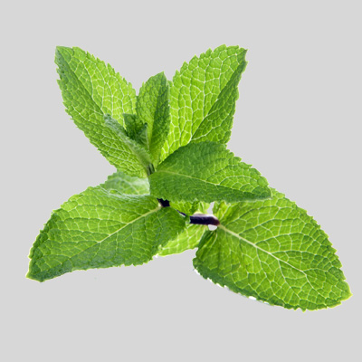 Healthy-DIY-Tea-Luvo-mint