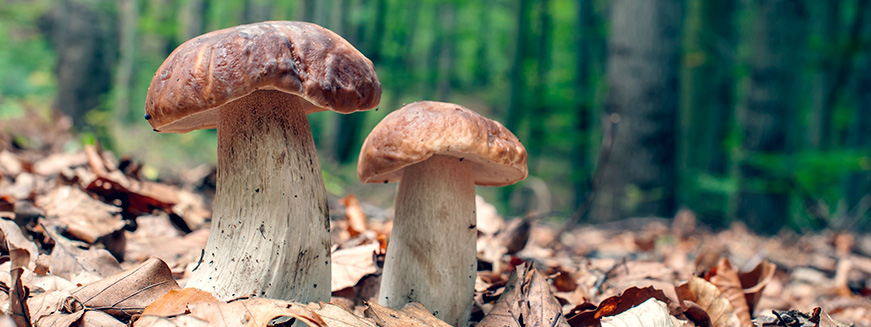 Marvelous-Mushrooms-Luvo