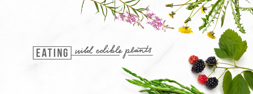 Learn How to Eat Wild Plants